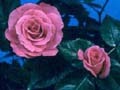 rose love potion 