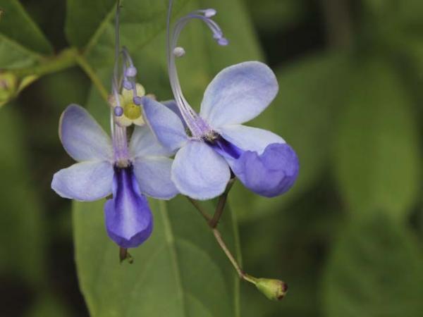 rotheca myricoides blue butterfly bush. 