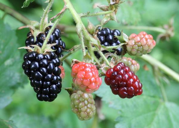 rubus fruticosus_blackberry 