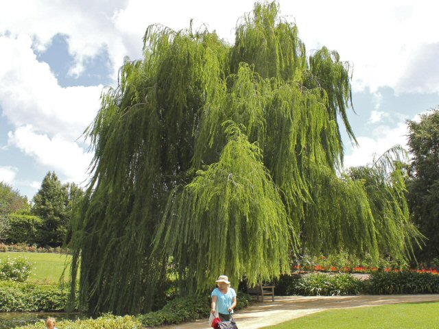 salix babylonica weeping willow 1 