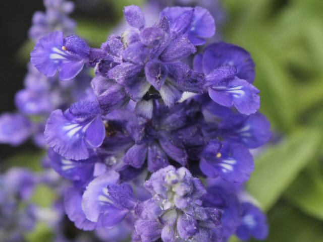 salvia farinaceae mealy sage victoria blue 2 