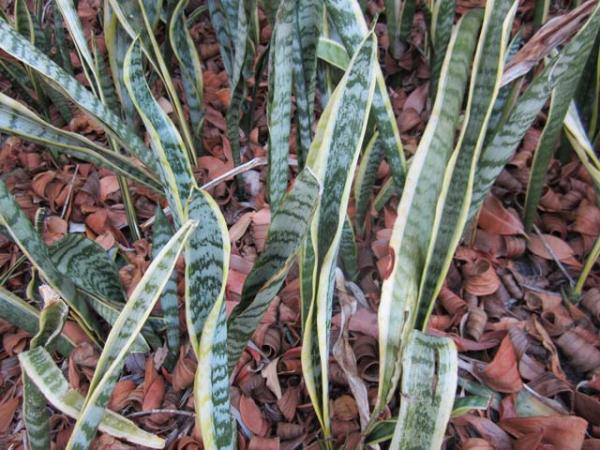sansevieria trifasciata mother in law tongue 