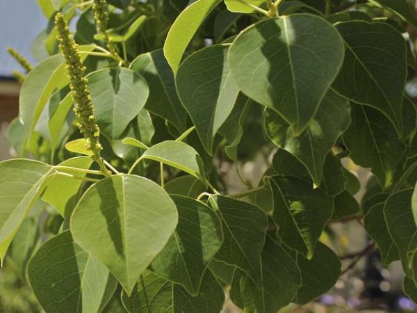 sapium sebiferum chinese tallow tree. 