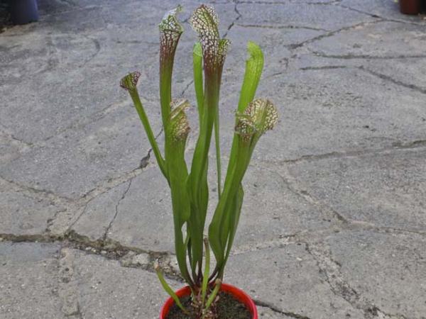 sarracenia x pitcher plant 