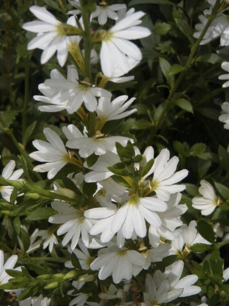 scaevola albida fan flower white mist 001 