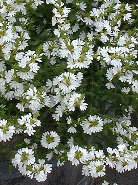 scaevola albida fan flower white mist 002 