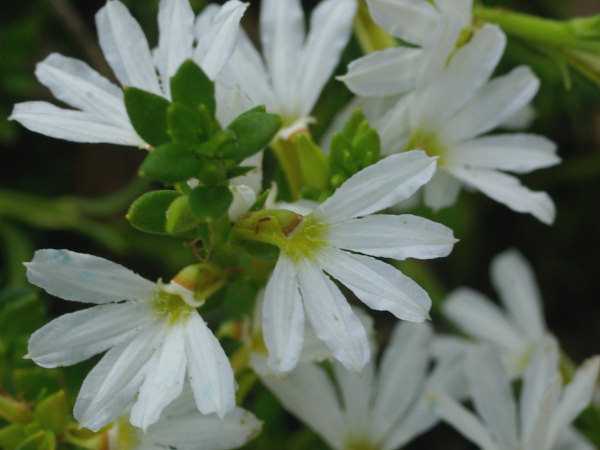 scaevola albida fan flower white mist 004 