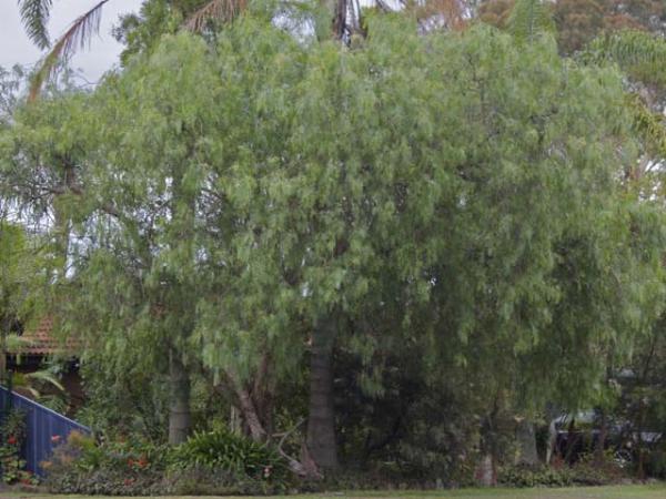 schinus molle peppercorn tree 
