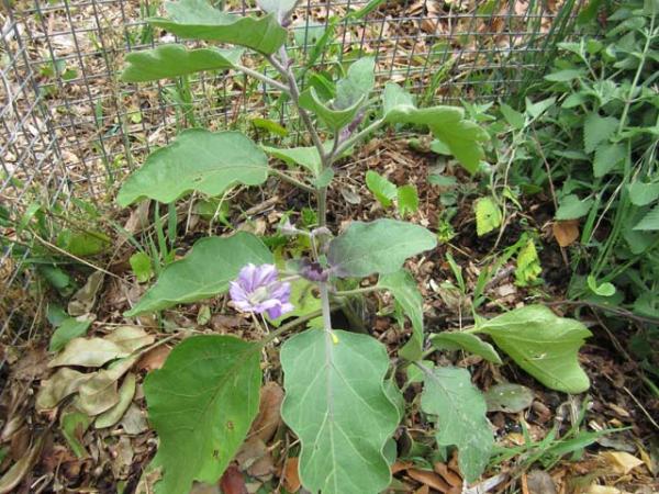 solanum melongena eggplant plant 