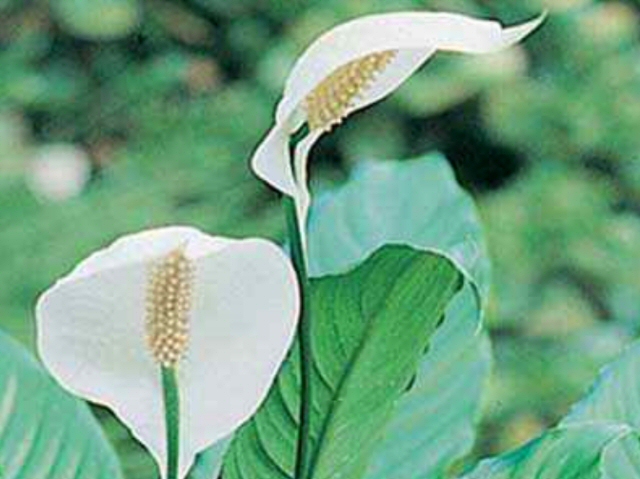 spathiphyllum x peace lily cupido 1 