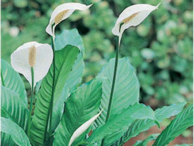spathiphyllum x peace lily cupido 2 