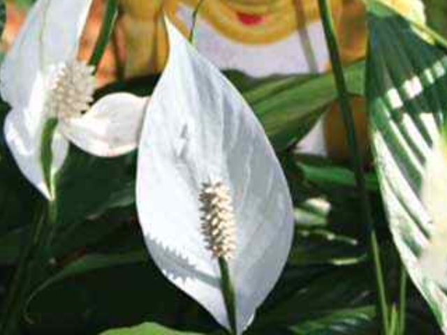 spathiphyllum x peace lily white elf 1 
