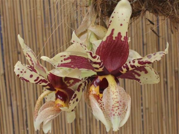 stanhopea nigroviolaceae upside down orchid. 
