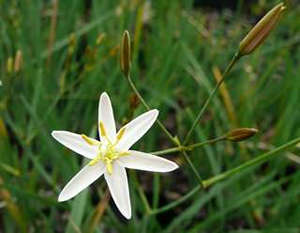 thelionema caespitosum white 