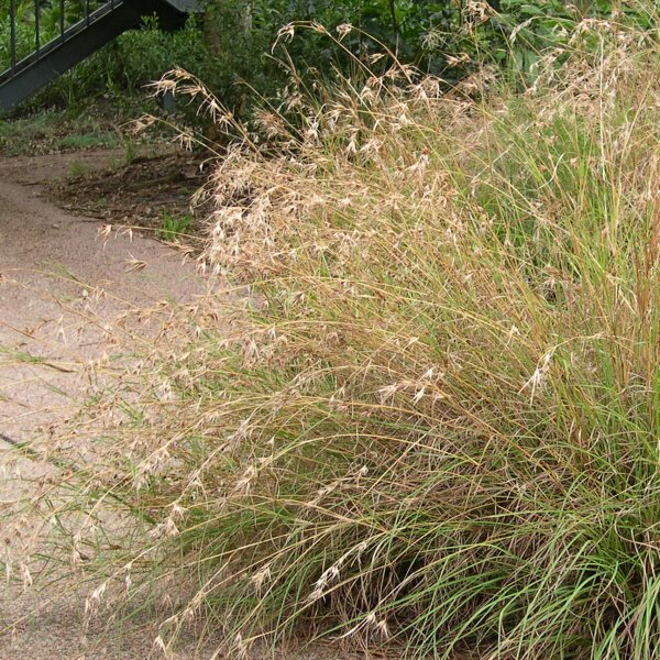themeda australis kangaroo grass(1) 