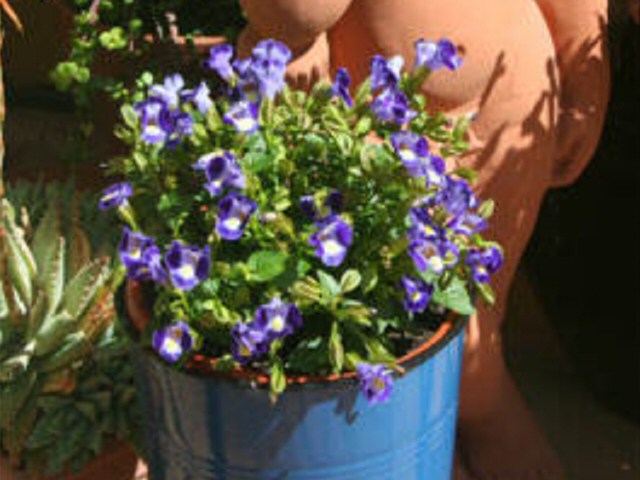 torenia x wishbone flower midnight blue 2 