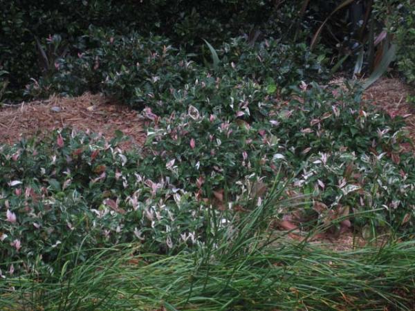 trachelospermum jasminoides triclour trachelospermum tricolour border 