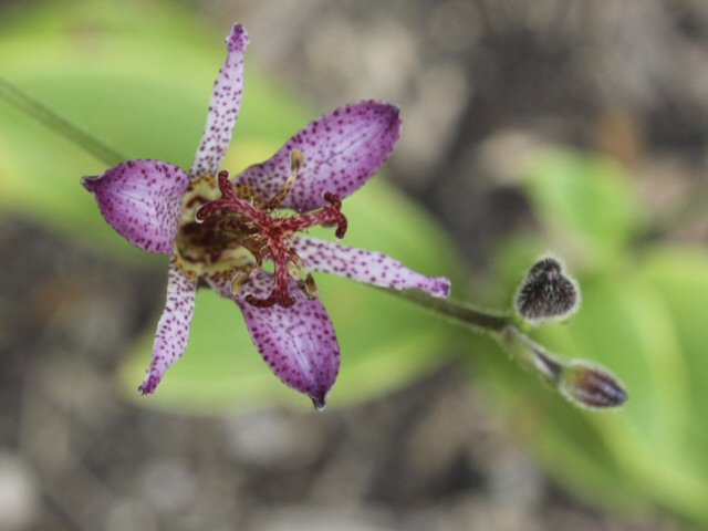 tricyrtis formosana toad lily 1 