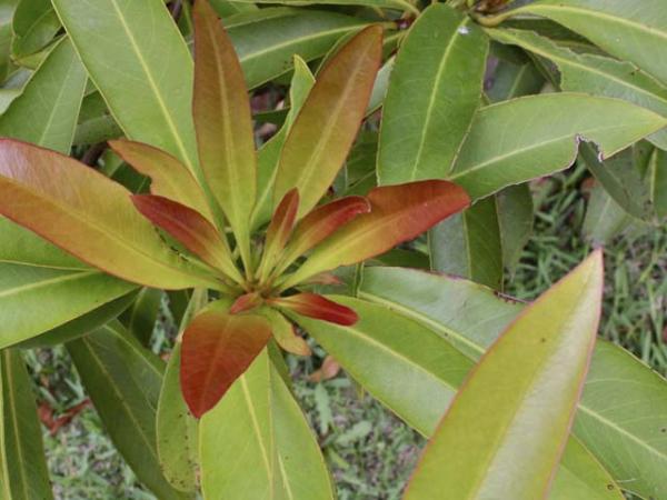 tristaniopsis laurina luscious1 