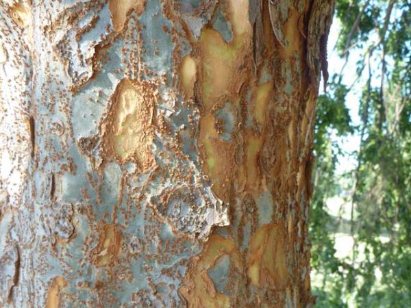 ulmus parvifolia chinese elm bark 