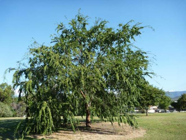 ulmus parvifolia chinese elm tree 