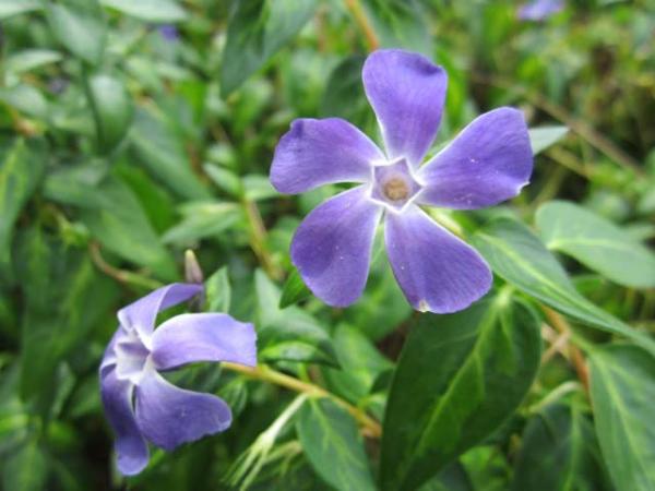 vinca periwinkle blue flower 