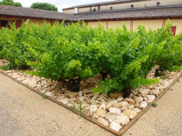 vitis vinifera grapes 001 