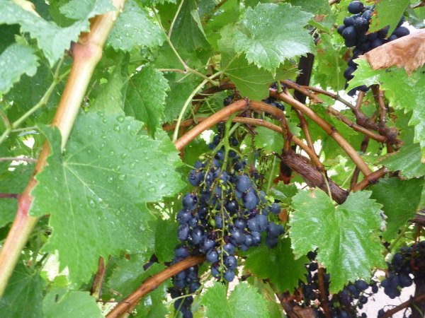 vitis vinifera grapes 002 