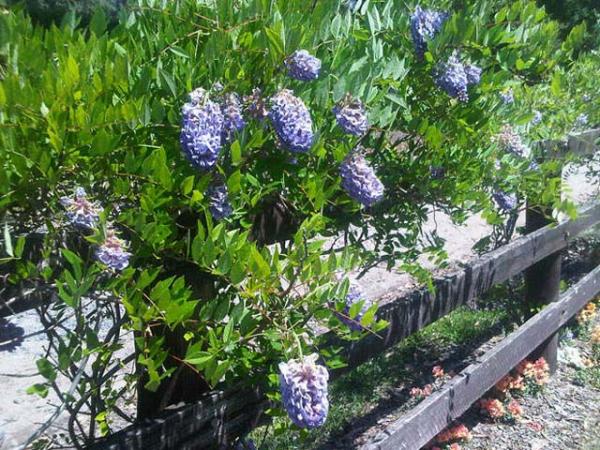 wisteria frutescens wisteria amethystfalls 