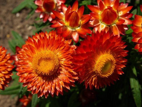 xerochrysum everlasting daisy wallaby orange red 002 