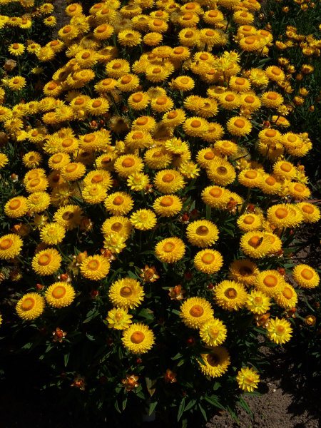 xerochrysum everlasting daisy wallaby sungold 001 