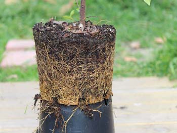 Root bound plant - out of pot