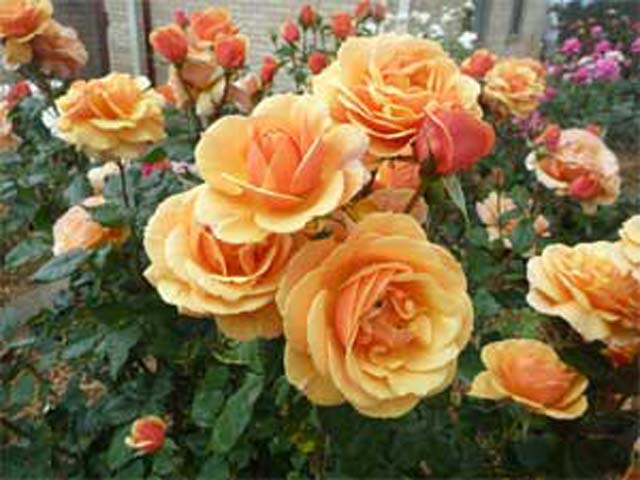 Rose Image 038