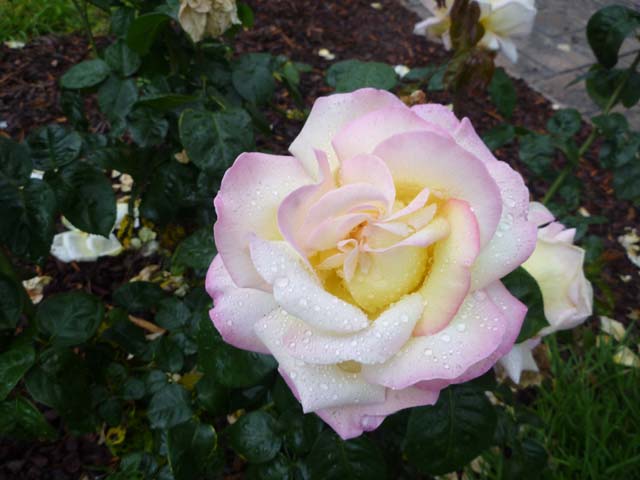 Rose Image 042