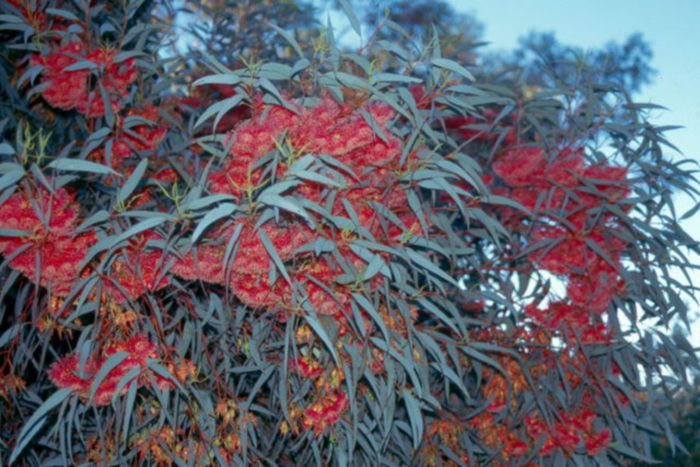 Eucalyptus Torquata