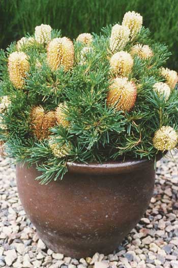 hairpin banksia - b. spinulosa